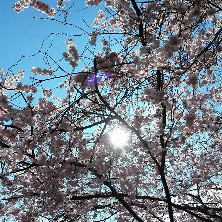 Belle Vue 度假居 马尔梅迪